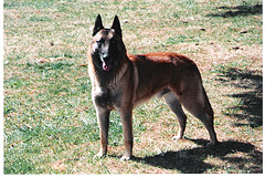 A brown belgian dog